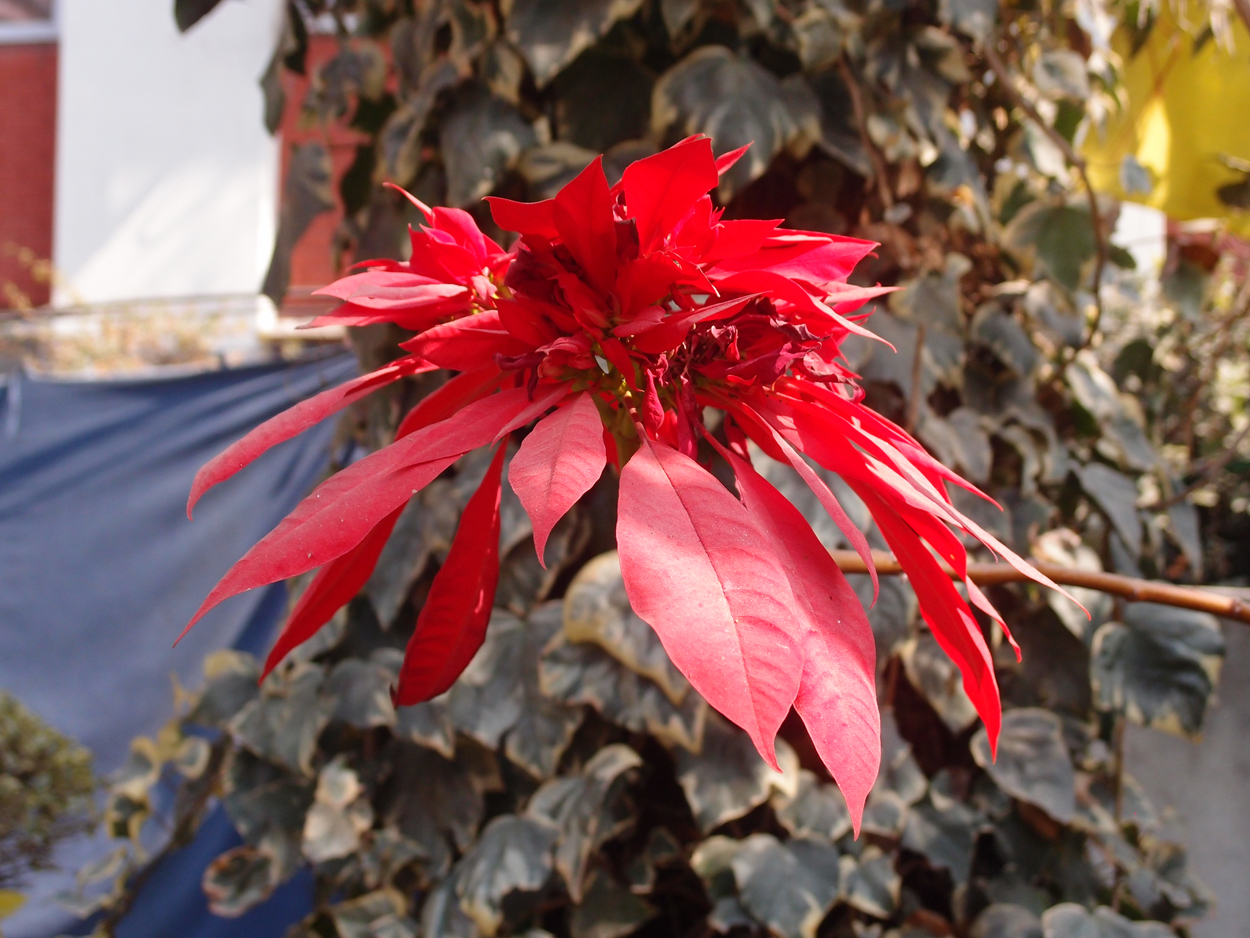 2018-01-21 13 Uhr - Rokpa Cafe (Audio + Foto) 